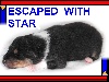 ESCAPED WITH STAR