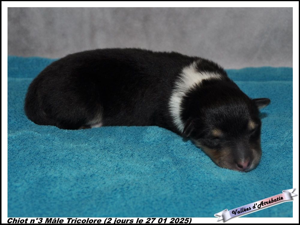 des vallées d'Atrébatie - Chiot disponible  - Colley à poil long