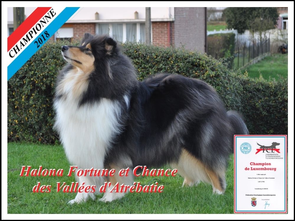 CH. Halona, fortune et chance des vallées d'Atrébatie