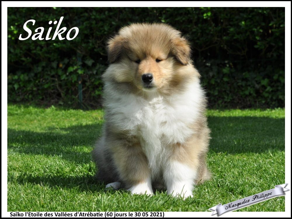 Saiko l'etoile des vallées d'Atrébatie