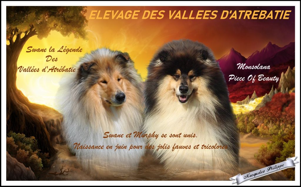 des vallées d'Atrébatie - Gestation confirmée (mai 2023)