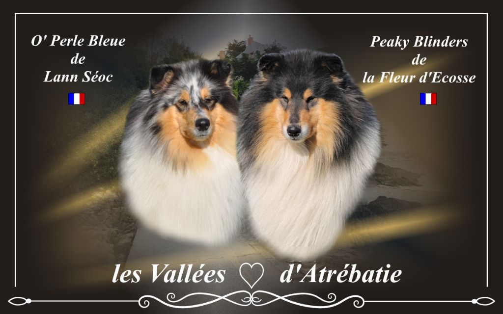 des vallées d'Atrébatie - Colley à poil long - Portée née le 16/05/2025