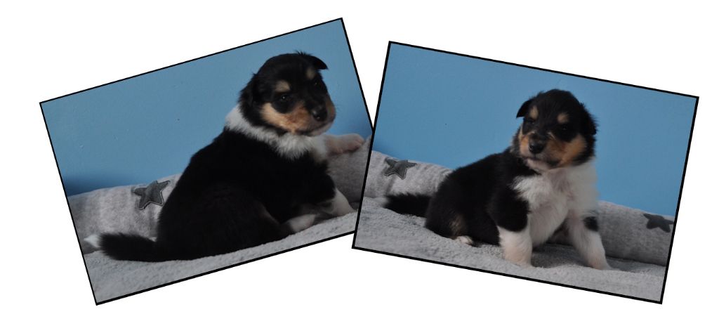 Chiot Colley à poil long des vallées d'Atrébatie
