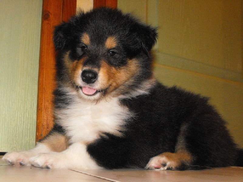 des vallées d'Atrébatie - Colley à poil long - Portée née le 05/11/2009