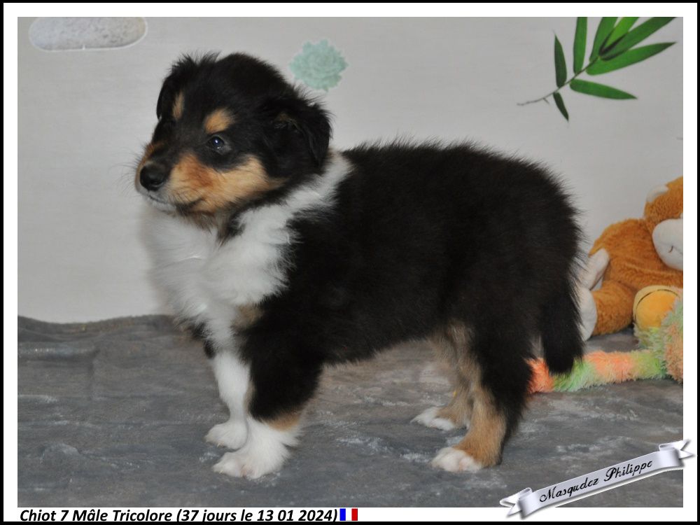 CHIOT 7