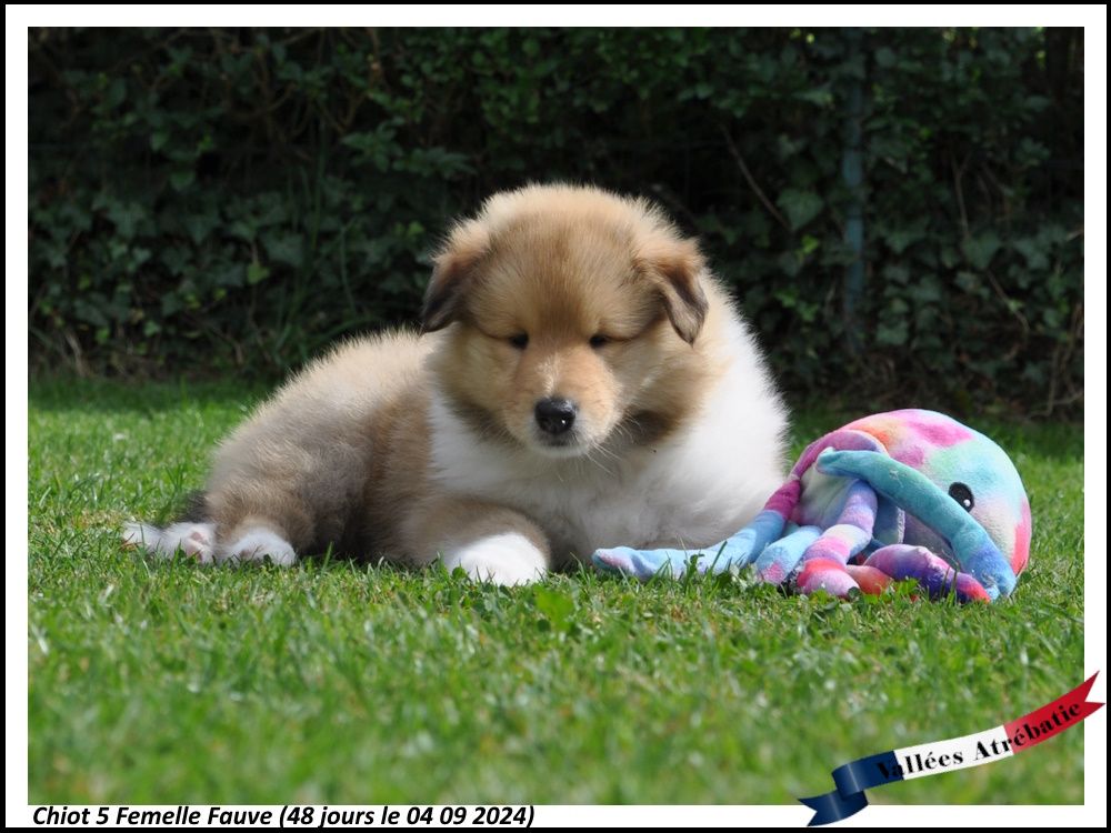 CHIOT 5