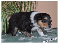 Chiot 3 - Jumanji dit "Juan"