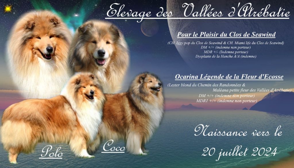 des vallées d'Atrébatie - Colley à poil long - Portée née le 18/07/2024