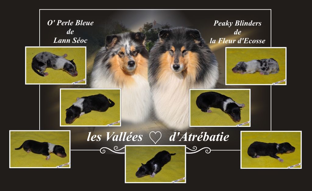 Chiot Colley à poil long des vallées d'Atrébatie
